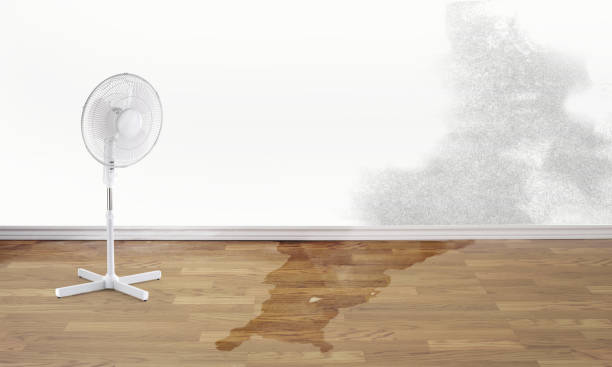 Best Mold removal after water damage  in Kapaa, HI